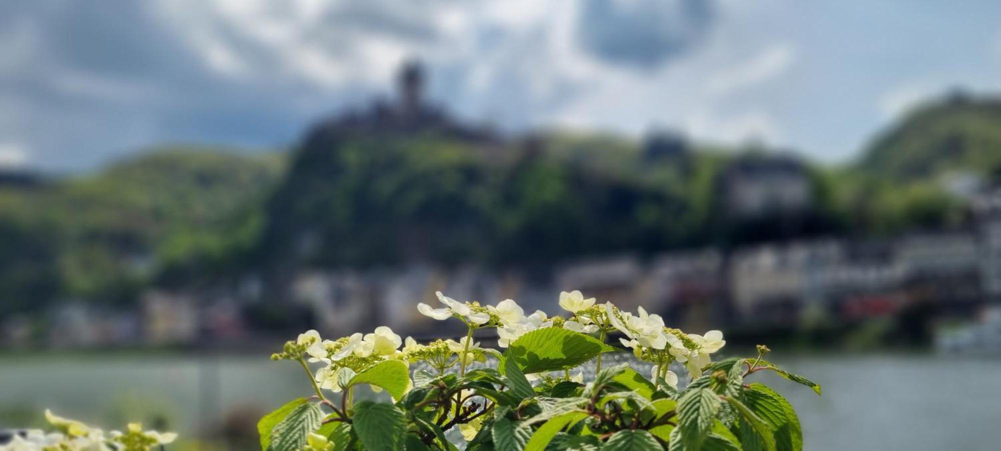 Pension Regina Cochem Esterno foto