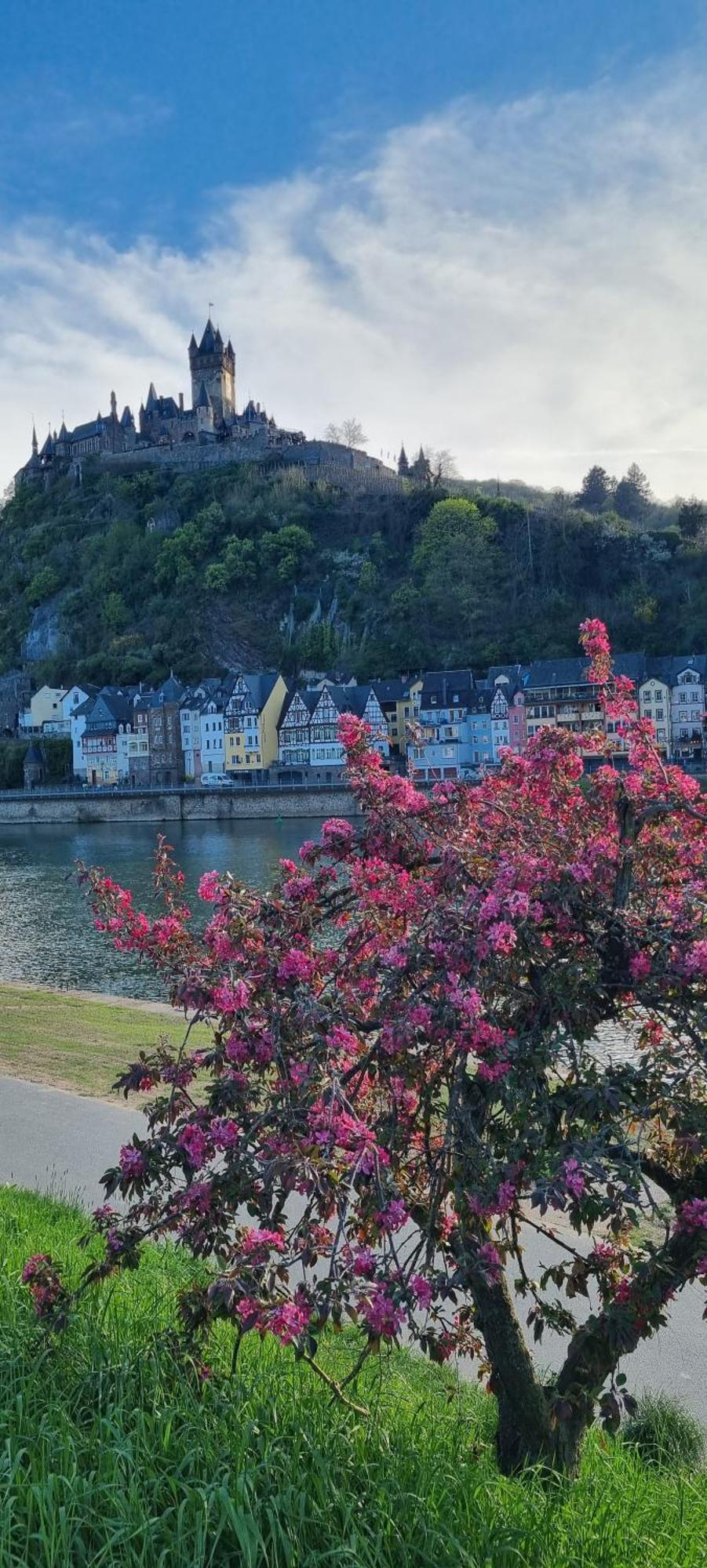 Pension Regina Cochem Esterno foto